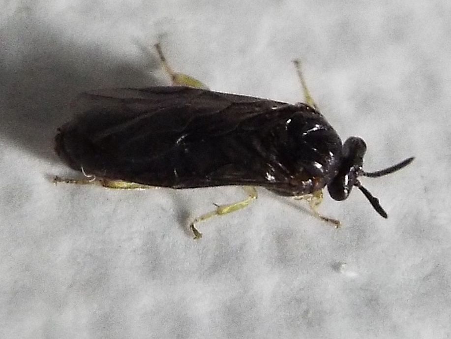 Aproceros leucopoda  (Argidae).